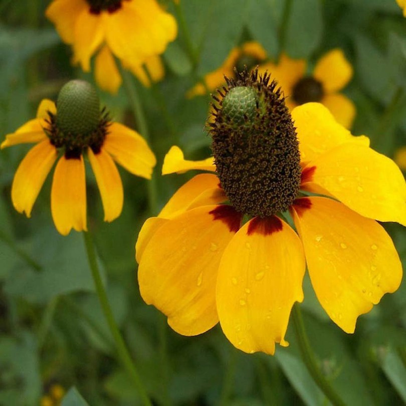 Ölelkező kúpvirág, Rudbeckia amplexicaulis syn Dracopis amplexicaulis, virág